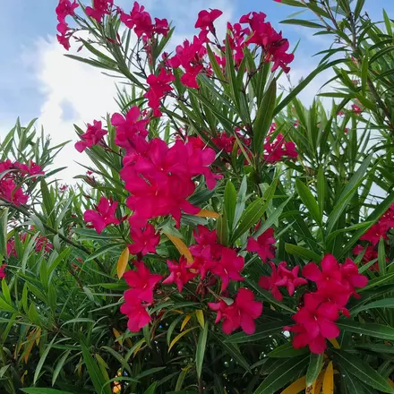 Garten Gestaltung Blumen